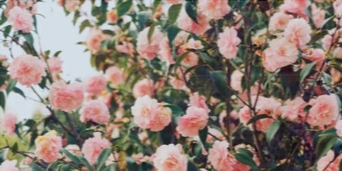 beelmitrece's profile banner image