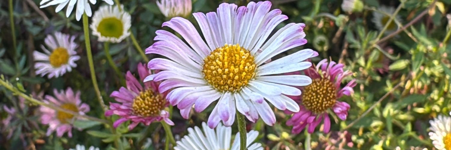 Daisy's banner