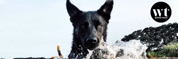 WTARescue Profile Banner