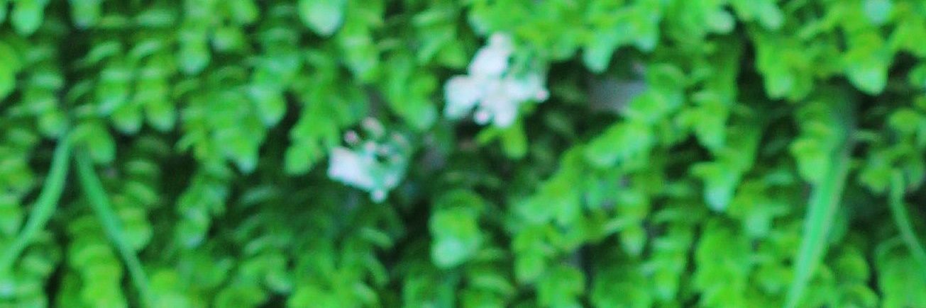 YOU KNOW THE VIBES 🦍 banner