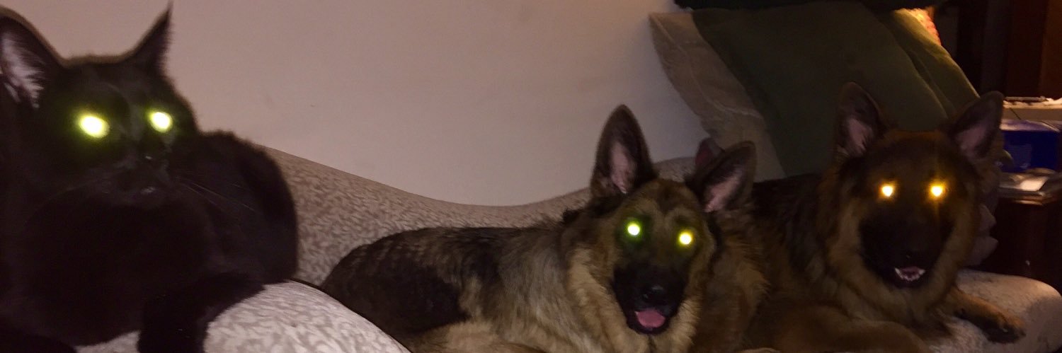 dingostewart's profile banner image