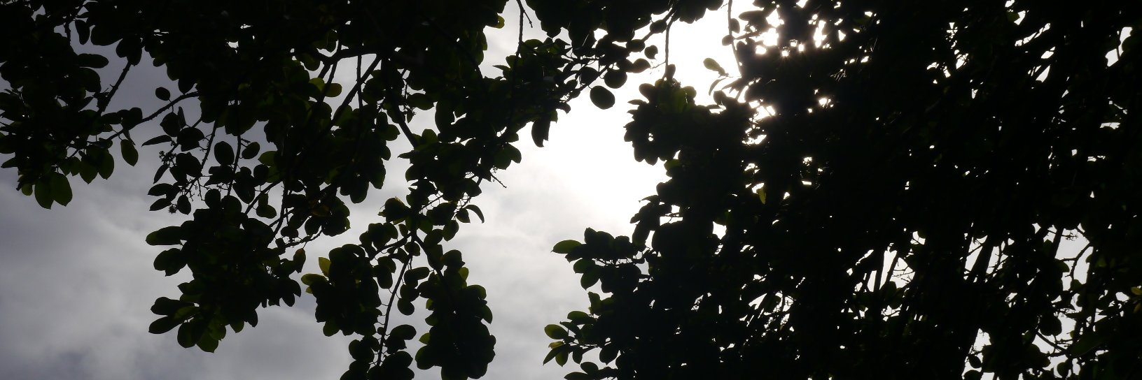 carorojasca's profile banner image