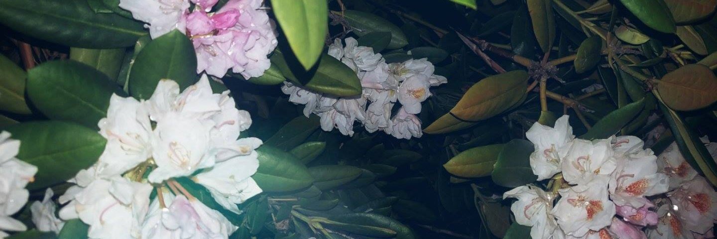 F O X T U R E banner
