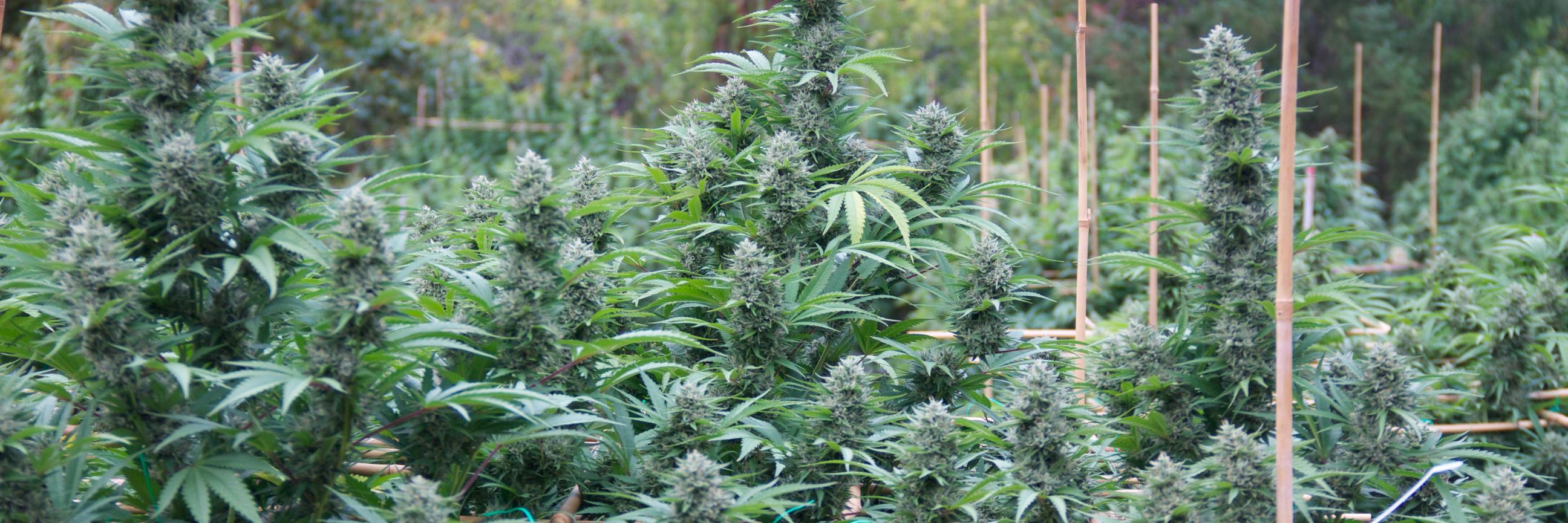 GiftedGrower's profile banner image