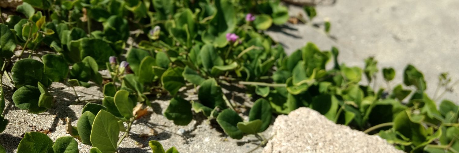 Eileen Marini banner
