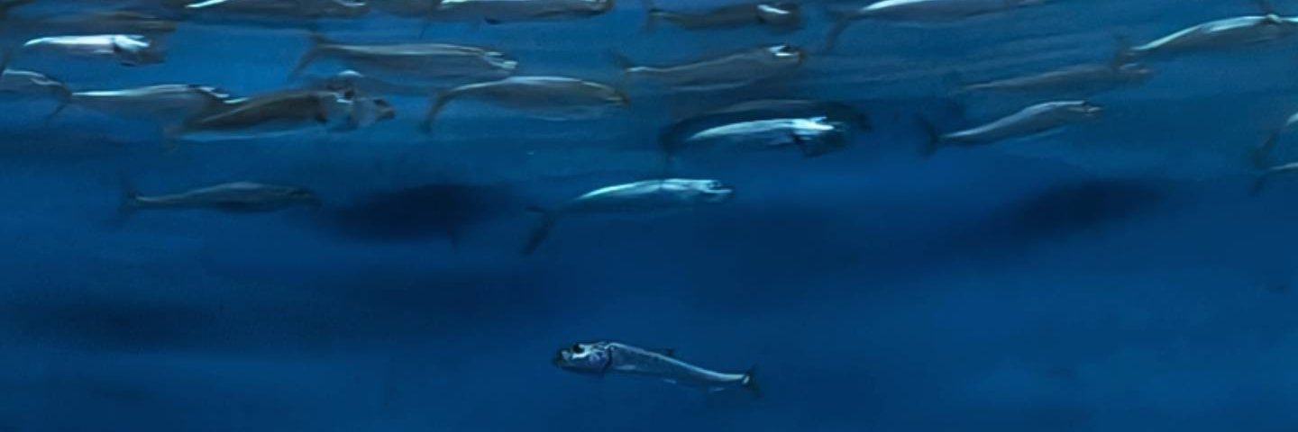 CaliCoastGhost's profile banner image