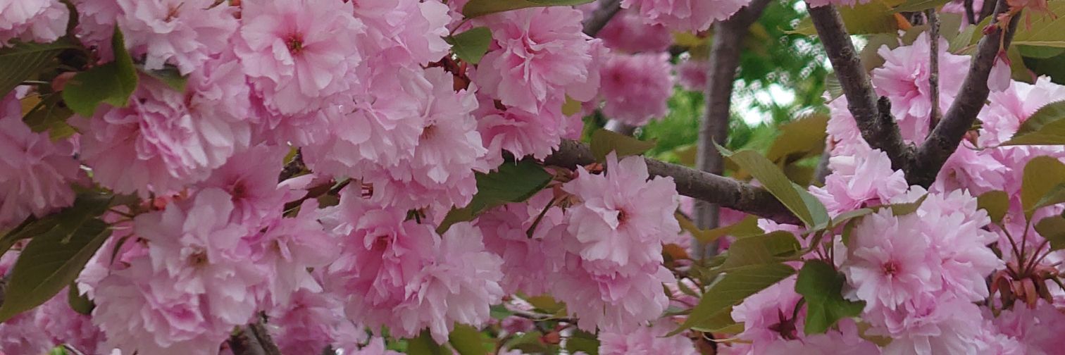 nesama1971's profile banner image