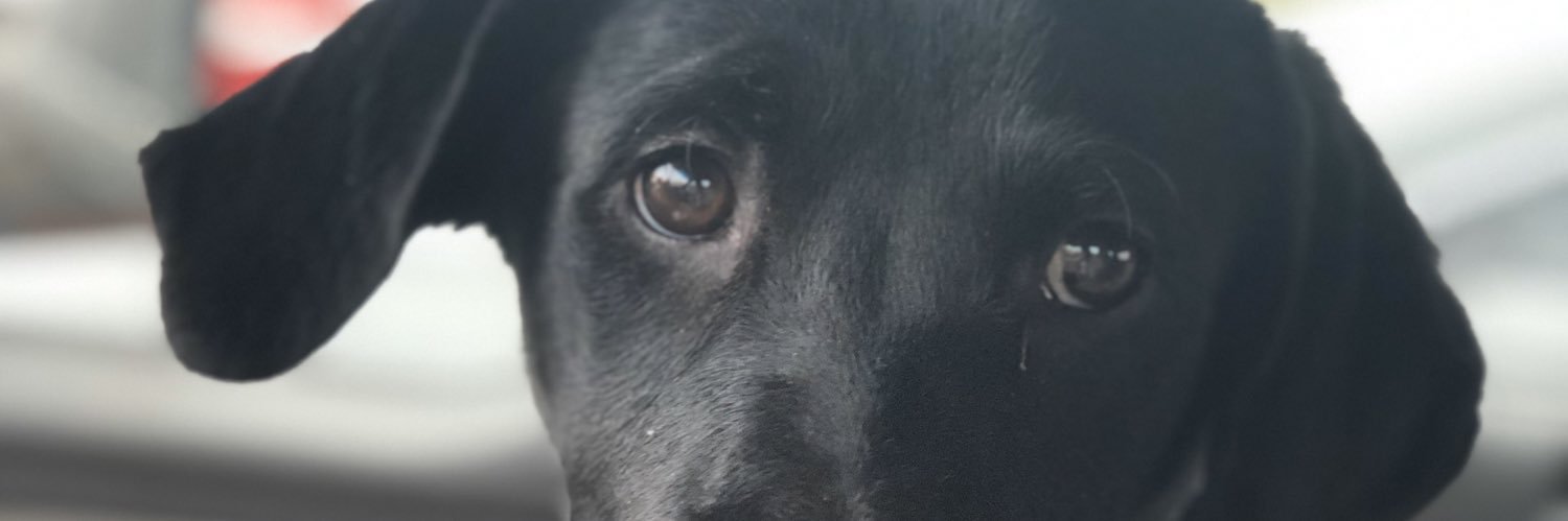 ShaneTempleton0's profile banner image