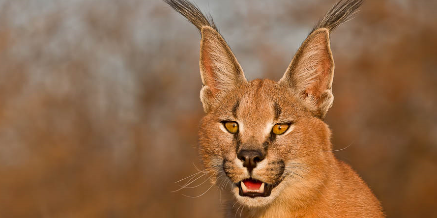 Catwomyn_'s profile banner image