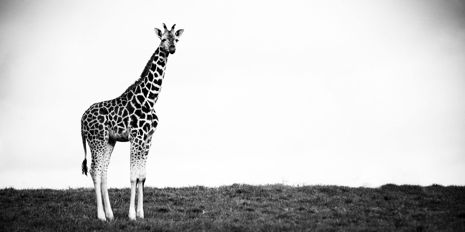 ThatGuy_Evan's profile banner image