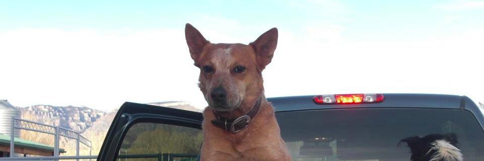 Lizzy Wolfson banner