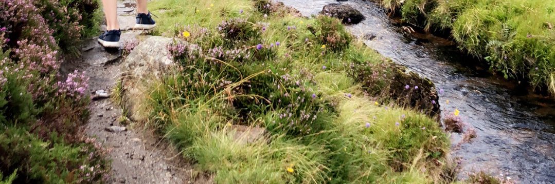 Macey Zeh-Arndt banner