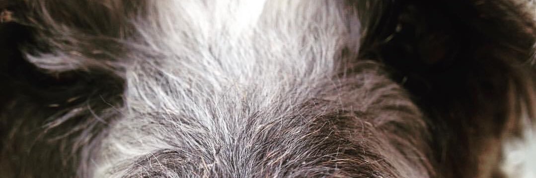 AshjonSotrom's profile banner image