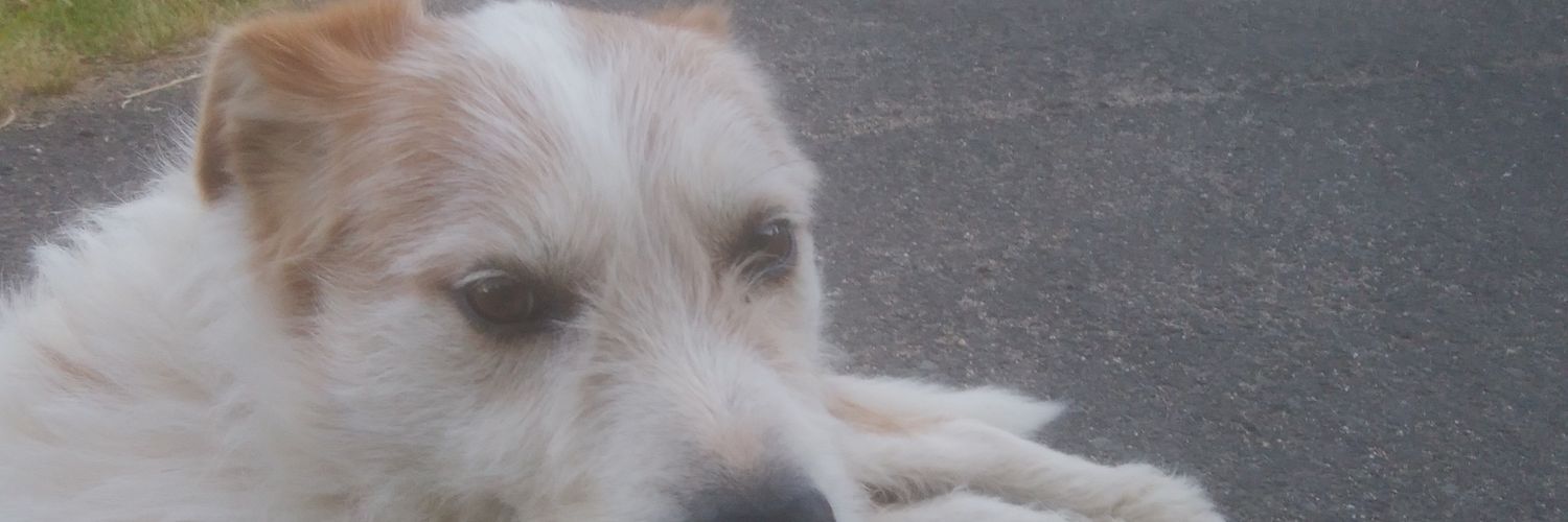yasfarmertango's profile banner image