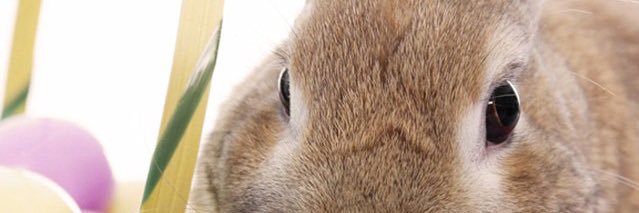 randymagaro's profile banner image