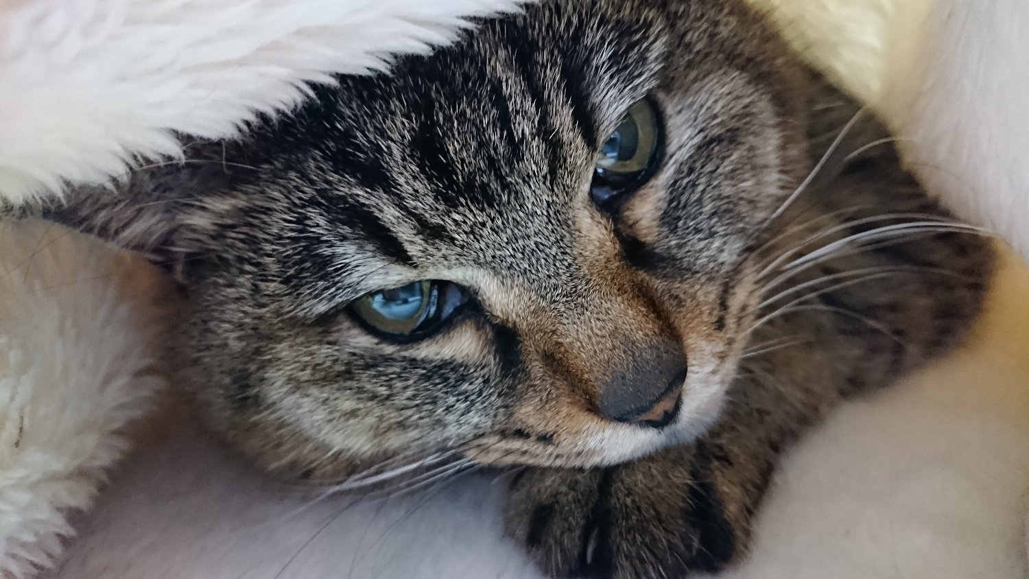 nyanroid's profile banner image