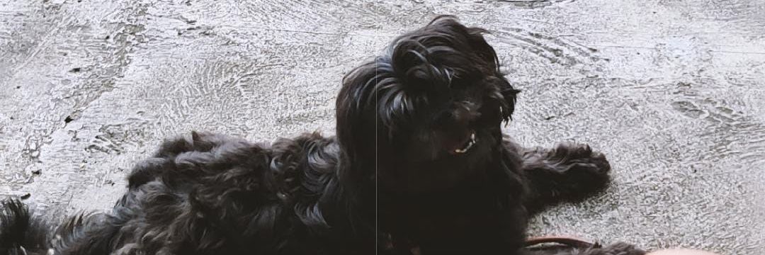 lifewithpau's profile banner image
