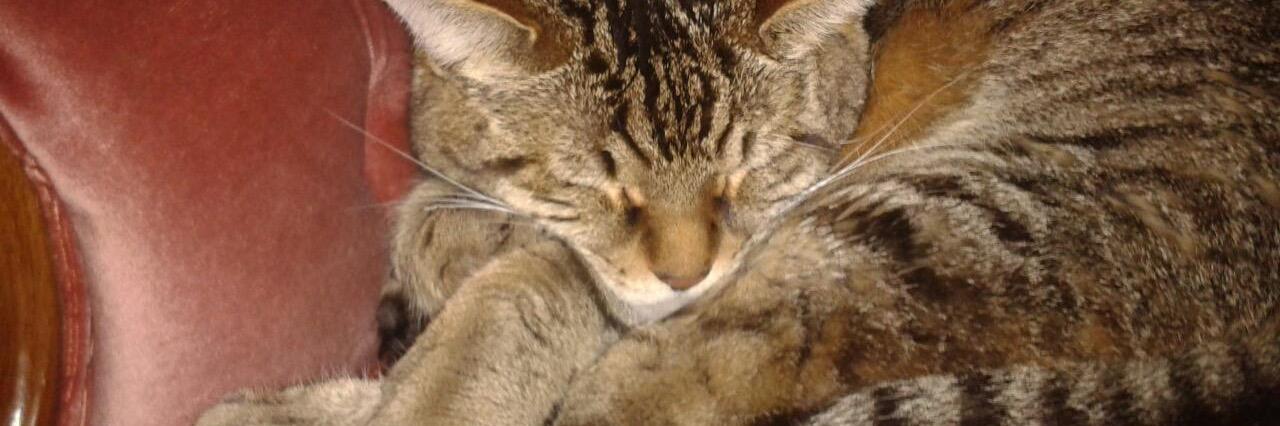 ShalomtheCat's profile banner image