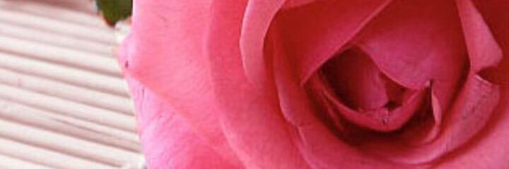 Fatamy80Fatma's profile banner image