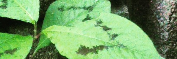 RykSeb Profile Banner