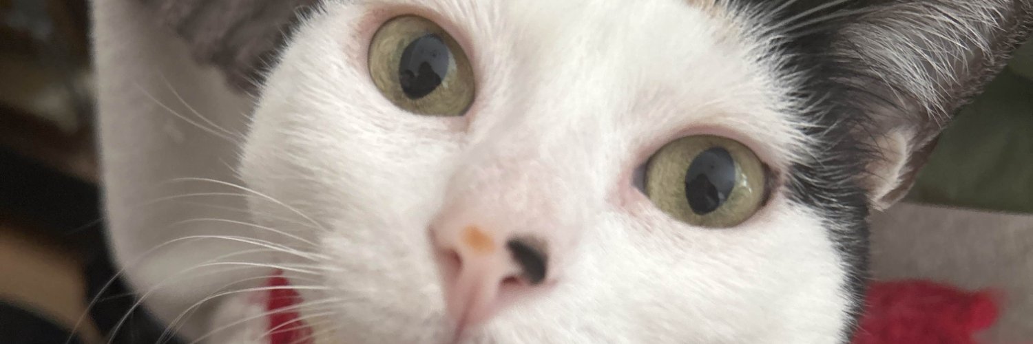 vedvlin's profile banner image