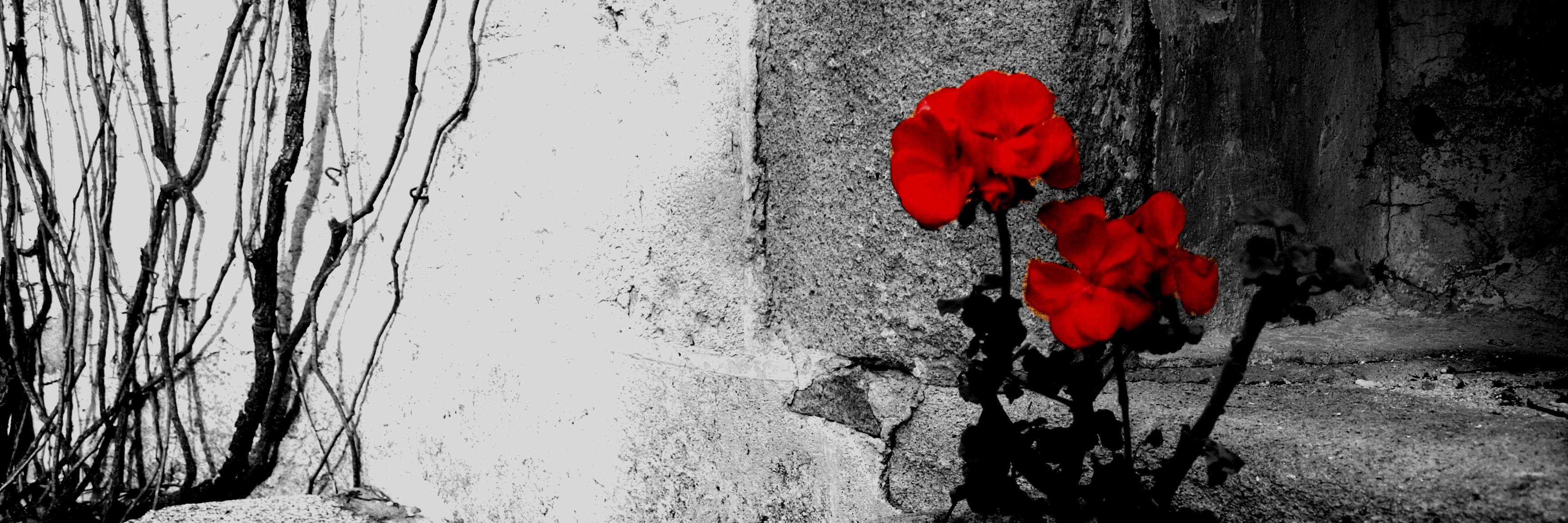 Isabel banner