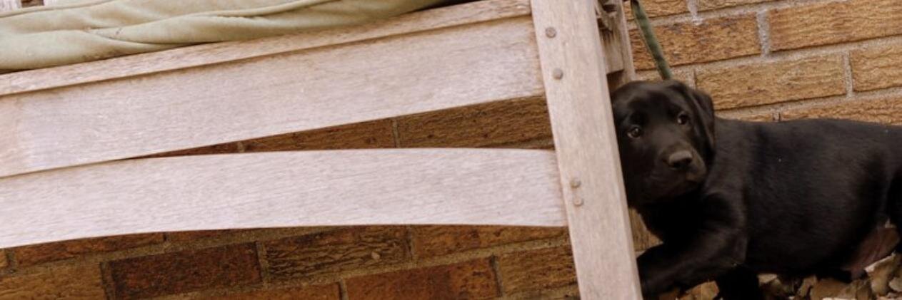 Shelby Shemanski banner