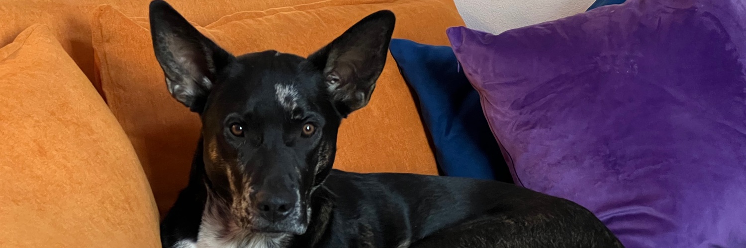 damierLE's profile banner image
