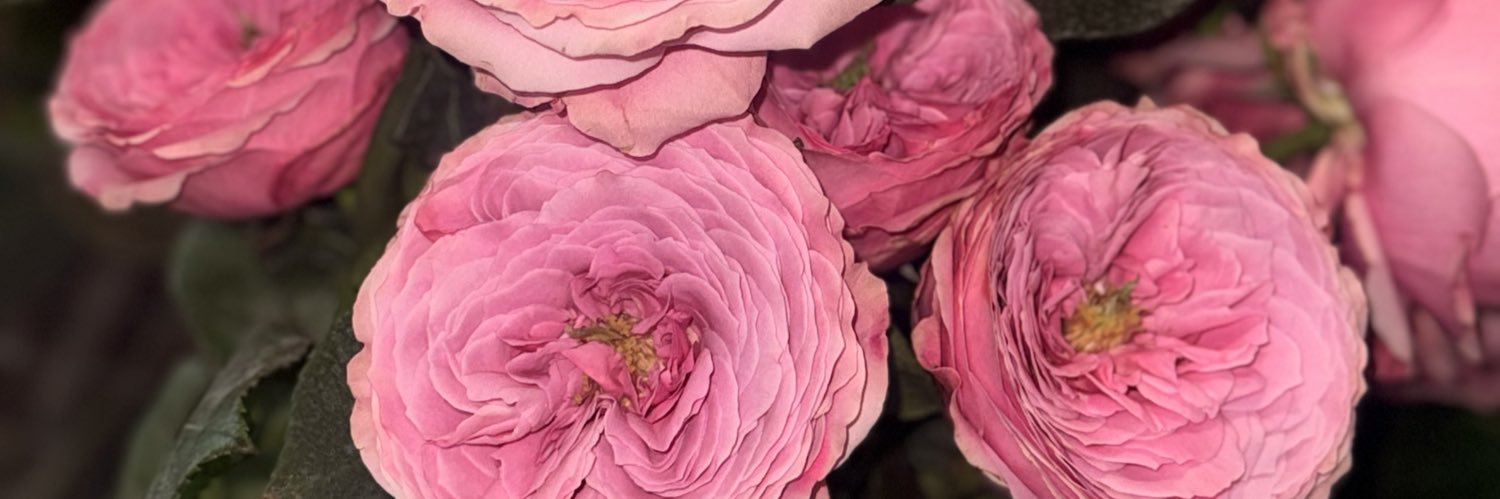 Naomibgud's profile banner image