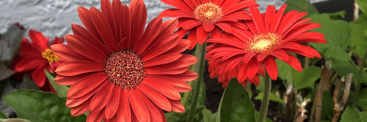 Dannybelliveau's profile banner image