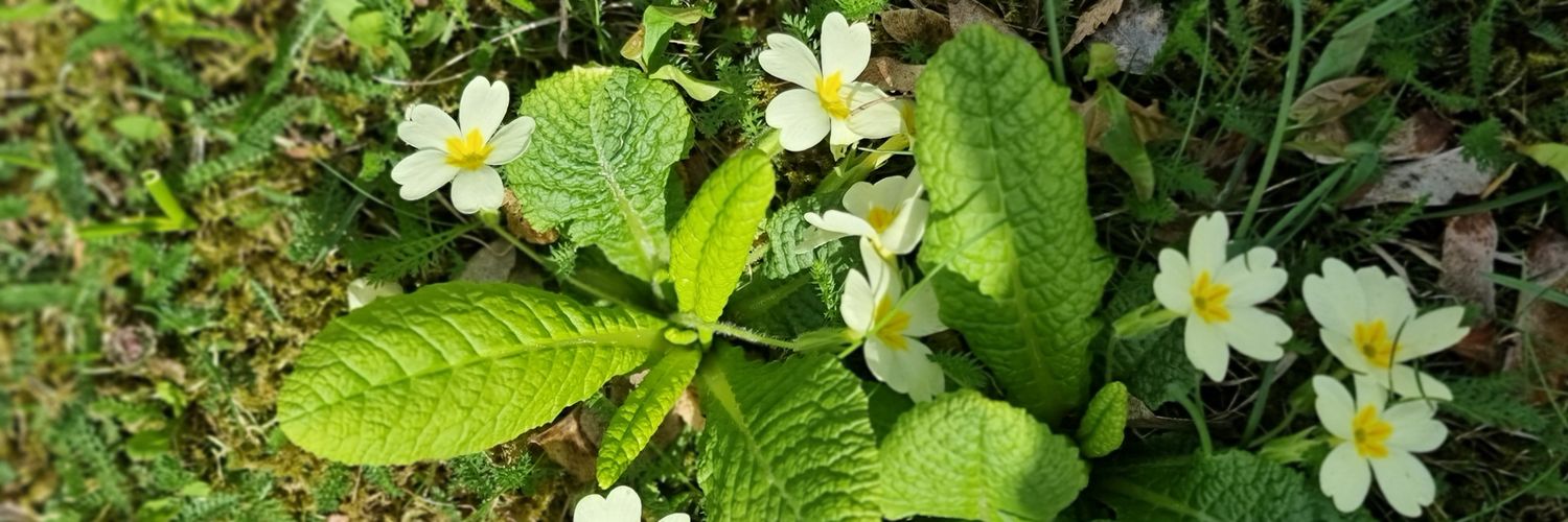 Sidaත්Dissa♤© 🇱🇰 banner