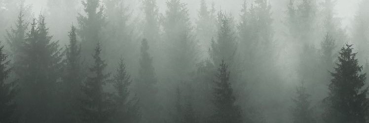 hammingbrid's profile banner image