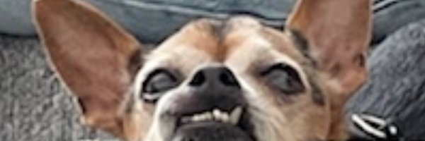 devo_cook Profile Banner