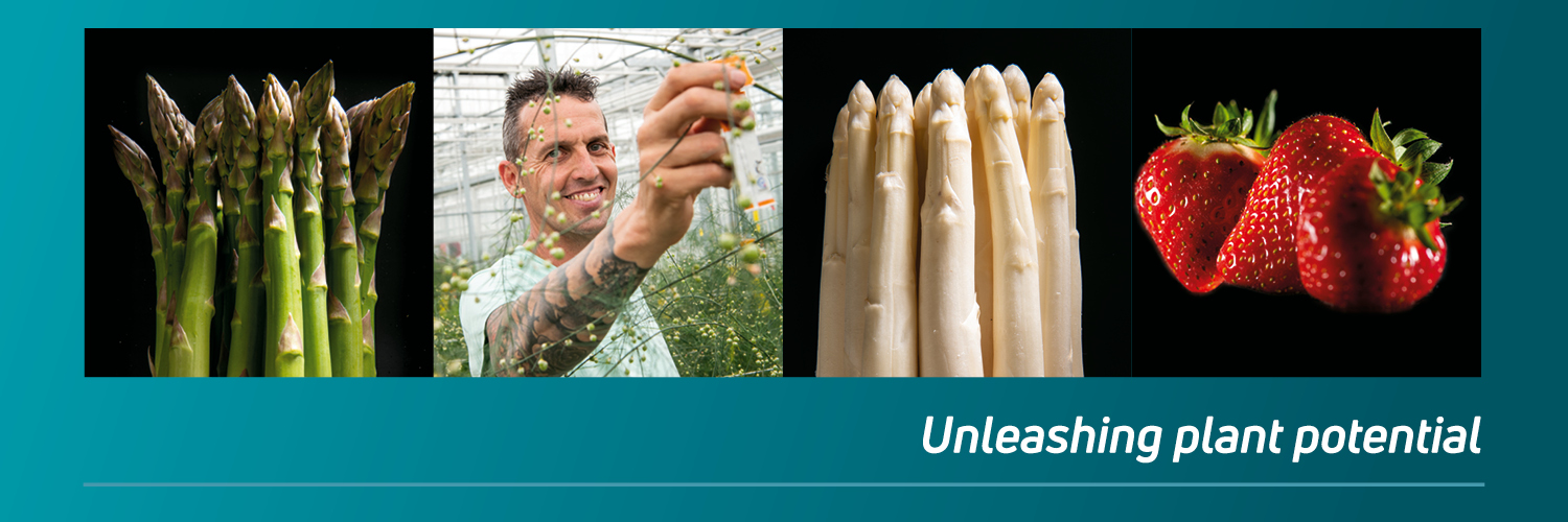 Limgroup banner
