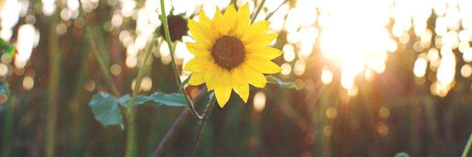 sunstar100's profile banner image