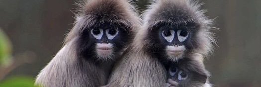 Izzy Incognito banner