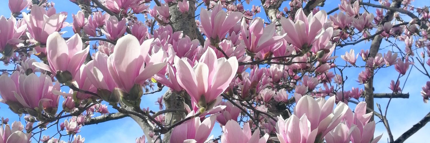 Sophie 🌷 banner