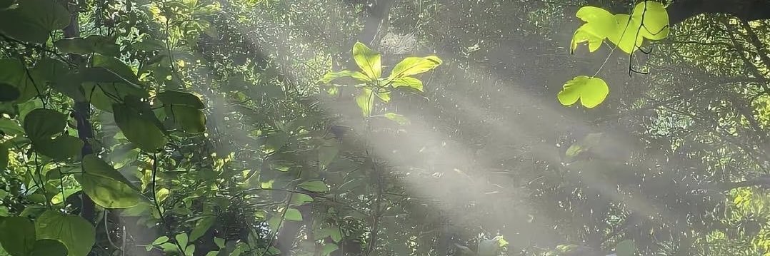 Hanna的沪漂日常 banner