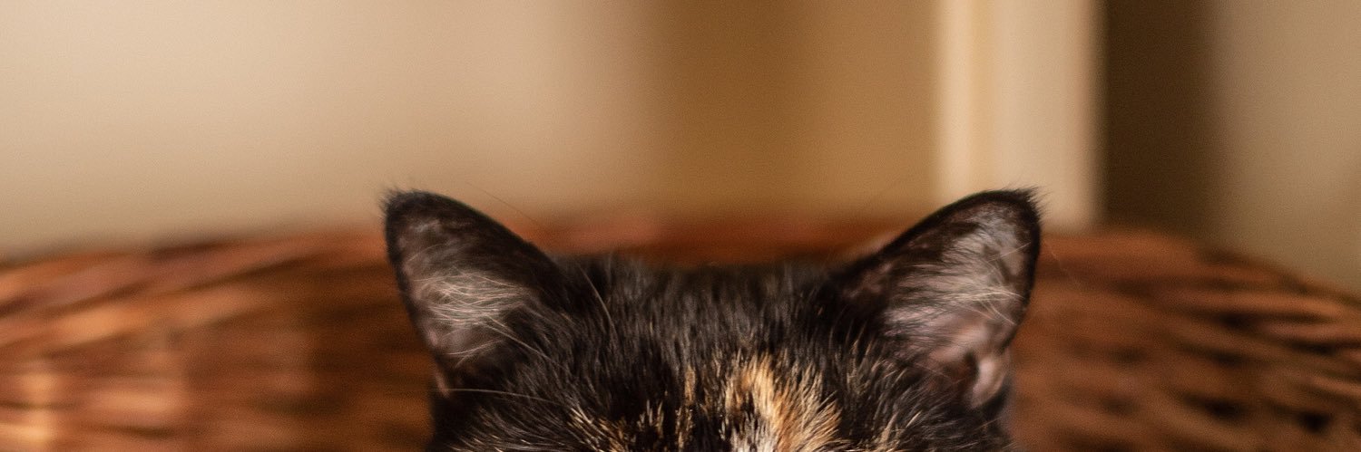MarthaLilyT's profile banner image