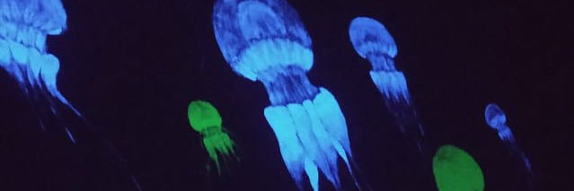 CatteleyaNugrha's profile banner image