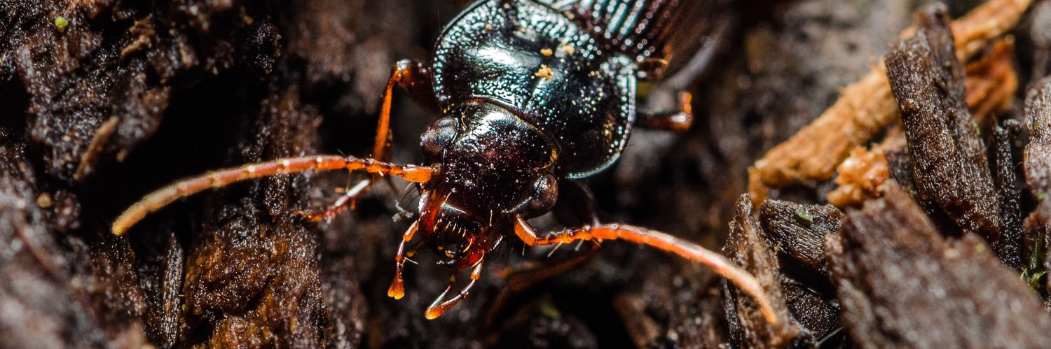 Jordan Cuff 🕸️🧬🕷️ banner