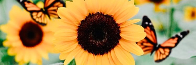 NatalisReebeca's profile banner image