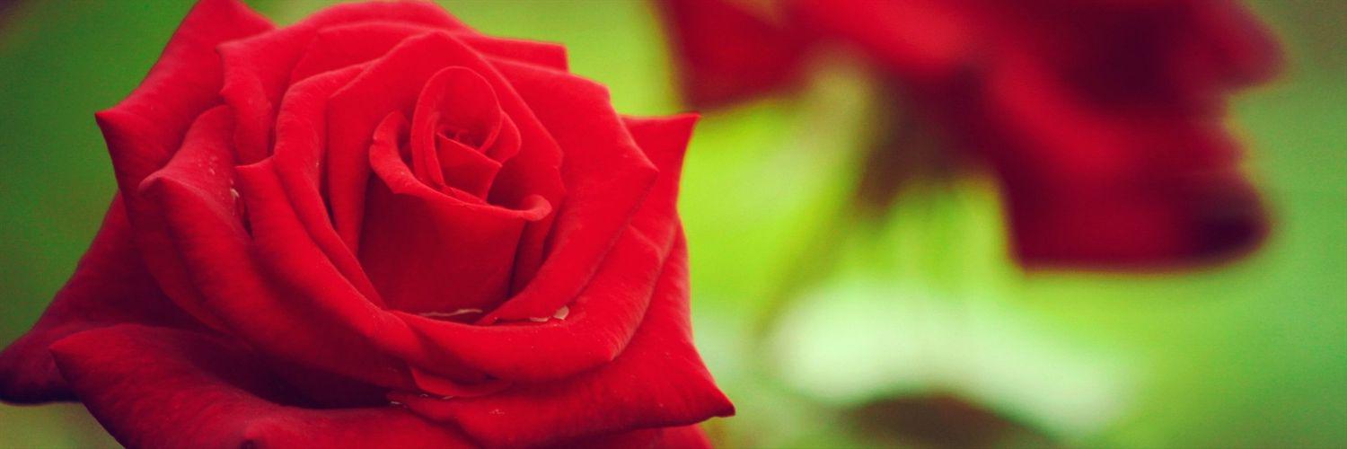 life201511's profile banner image