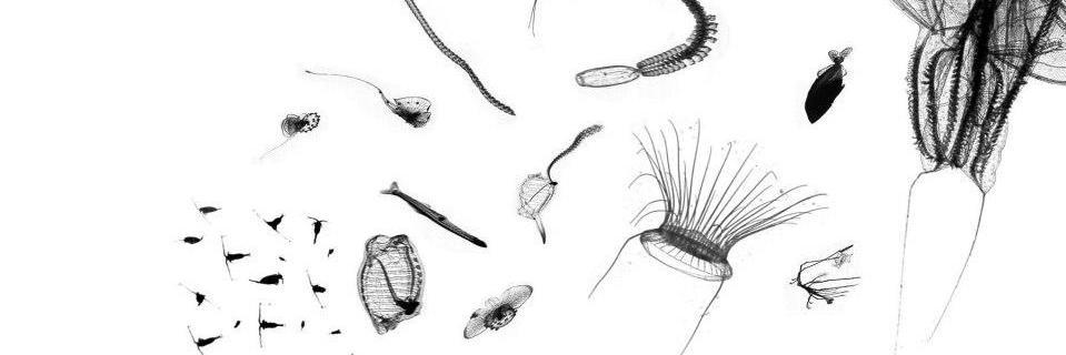 Sponaugle-Cowen Lab banner