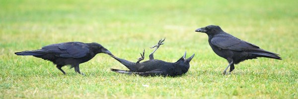 tef_ebooks Profile Banner