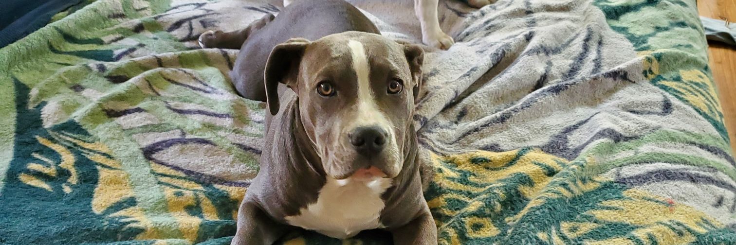 Penny Revival banner