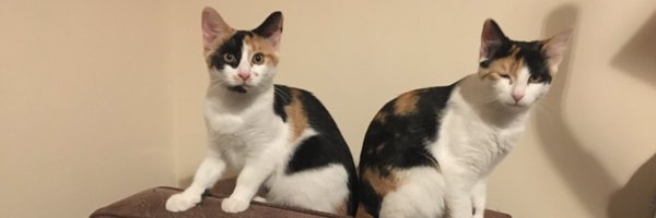 barnaclebrown Profile Banner