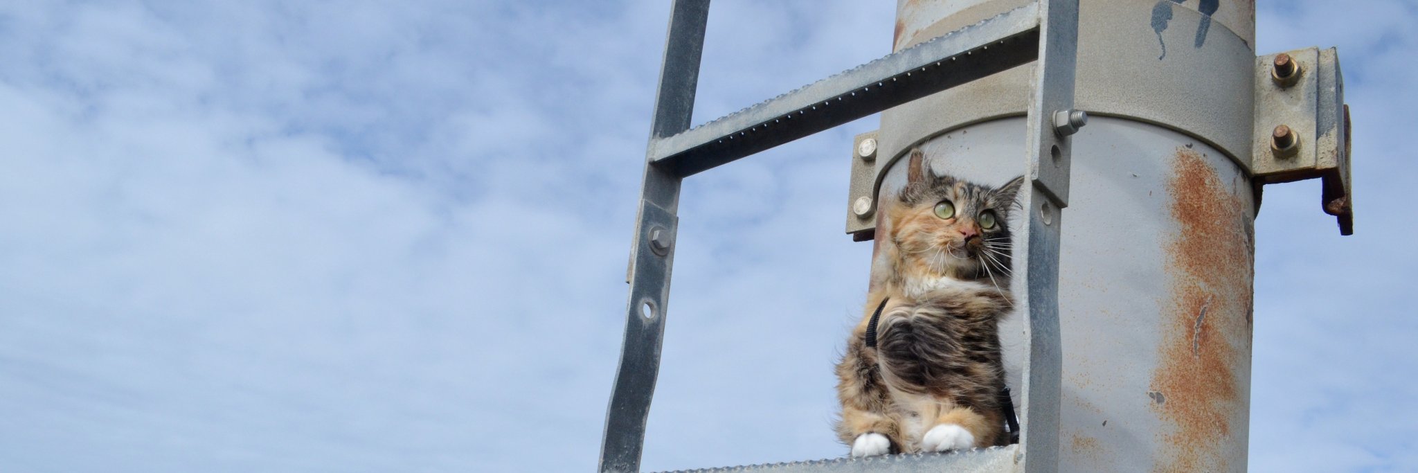 kittycommittee's profile banner image