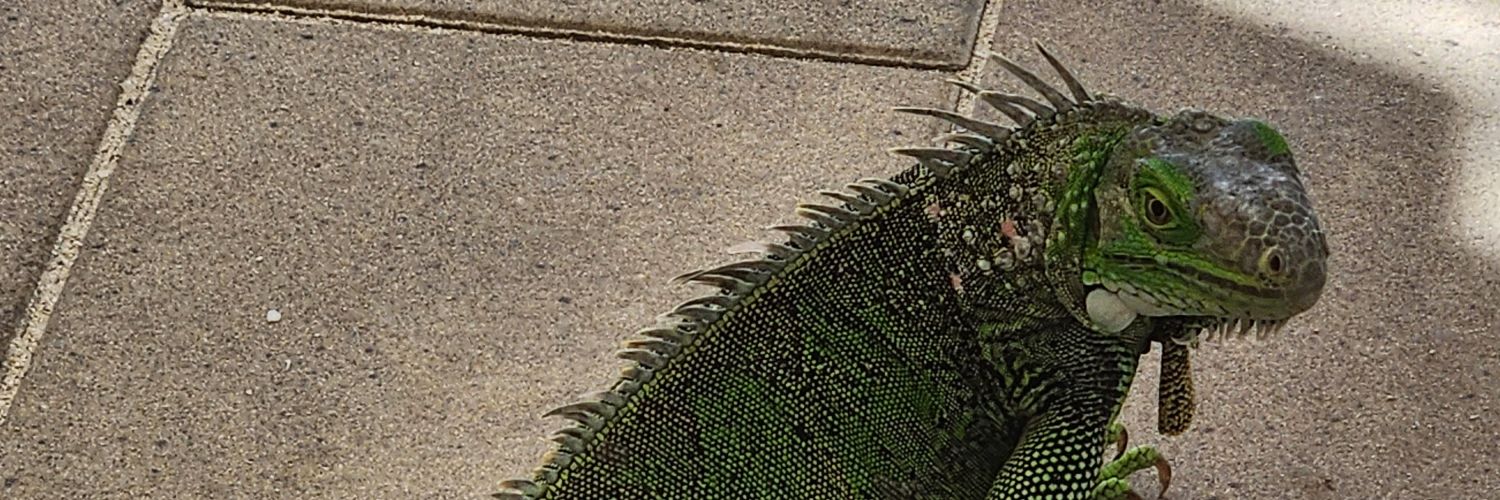 Tophzilla300's profile banner image