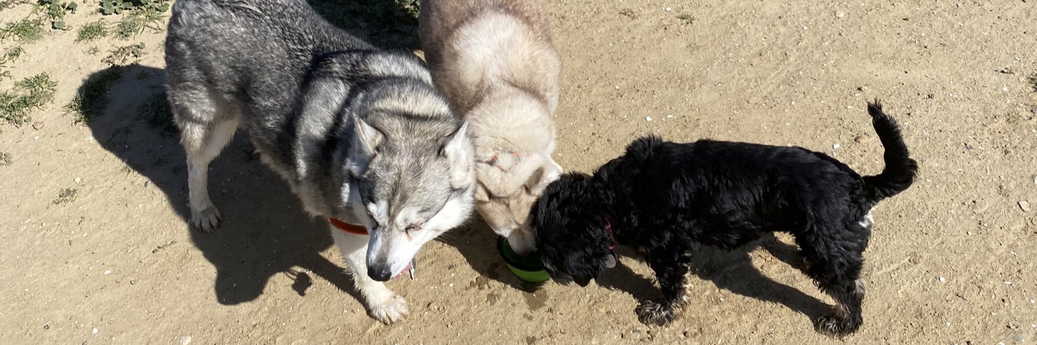 Timmy, Luna 🌈 and the dogs banner